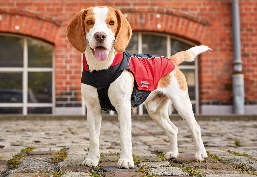 Beagle jumpers cheap